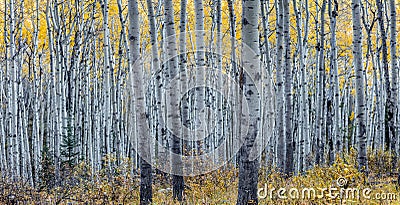 Forest of aspen trees in Autumn Stock Photo