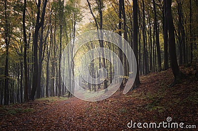 Forest in autumn with beautiful colors Stock Photo