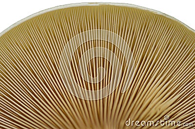 Forest autumn mushroom isolated on white backgr Stock Photo