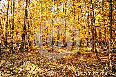 Forest in autumn season Stock Photo