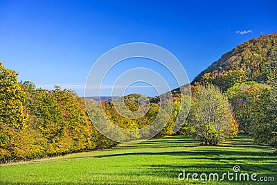 Forest with autumnal painted leaves Stock Photo