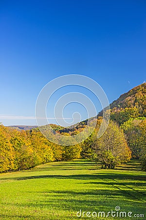 Forest with autumnal painted leaves Stock Photo