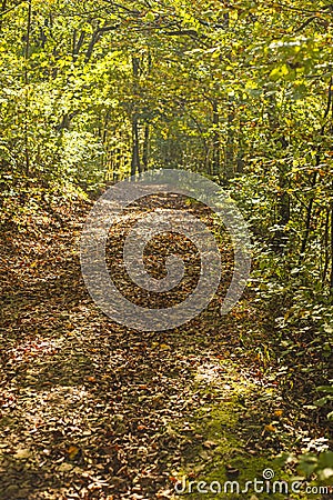 Forest with autumnal painted leaves Stock Photo