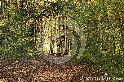 Forest with autumnal painted leaves Stock Photo