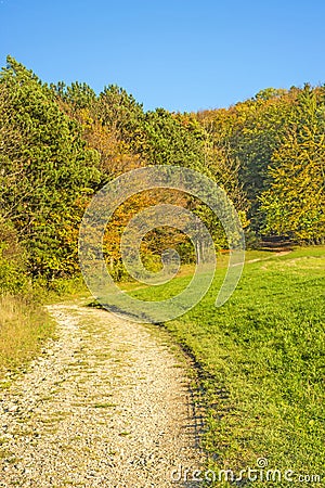 Forest with autumnal painted leaves Stock Photo