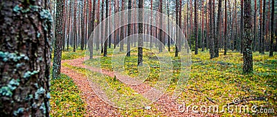 Forest background of tree trunks and path Stock Photo