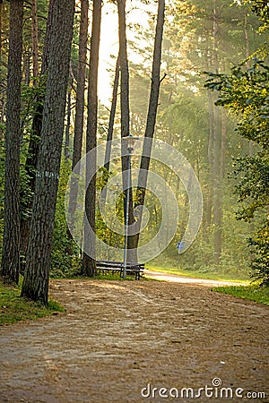 Forest at the Baltic coast in Poland with light beams Stock Photo