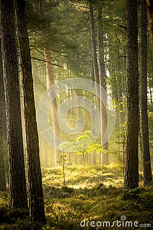 Forest at the Baltic coast in Poland with light beams Stock Photo