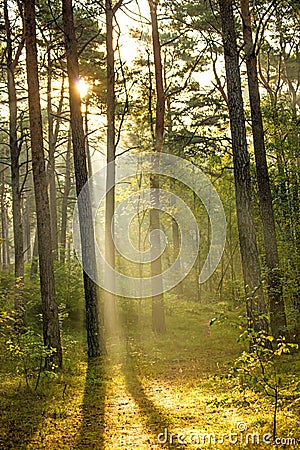 Forest at the Baltic coast in Poland with light beams Stock Photo