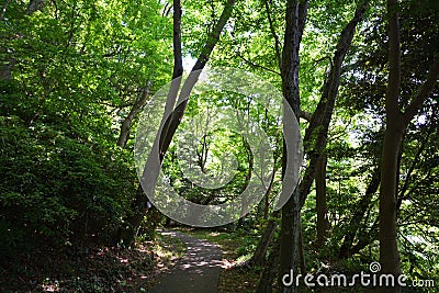 Forest bathing/fresh green park Stock Photo