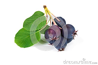 Forest berry blueberries Stock Photo