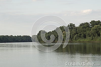 forest with big trees alongshore a wide river Stock Photo