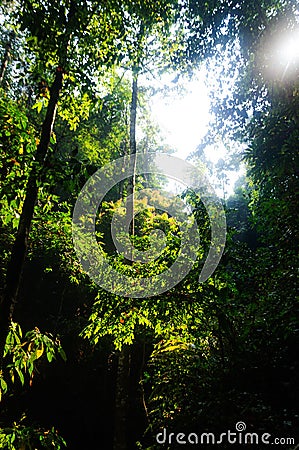 Forest and big trees at Thailand Stock Photo