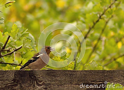 The forest bird finch flew into the garden in summer Stock Photo