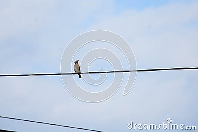 Forest birds of waxwings on wires Stock Photo