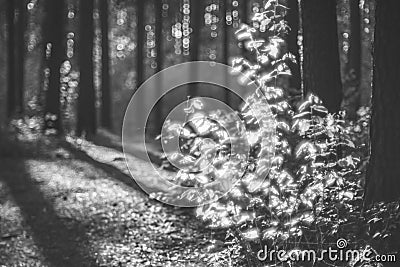 Forest in black and white Stock Photo