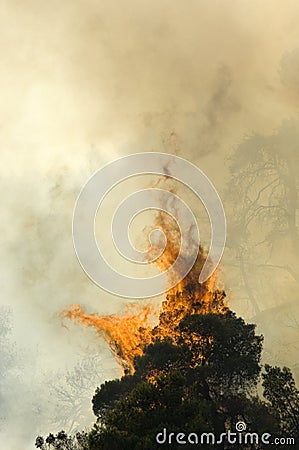 Forest Blazes Editorial Stock Photo