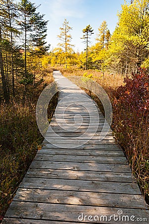 Forest boardwalk Stock Photo