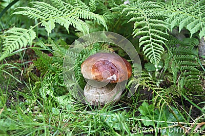 Forest Boletus edulis in the grass. Penny bun, cep, porcino little mushroom Stock Photo