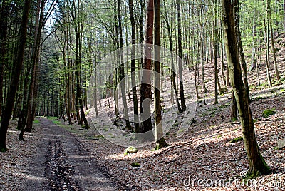 Forest bridge Stock Photo