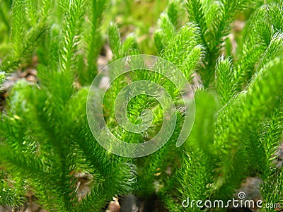 Forest bright light green low moss close-up Stock Photo