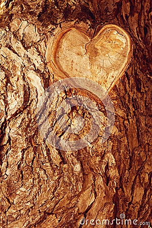 Forest brown wooden background. Texture forest wooden tree bark Stock Photo