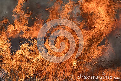 Forest brush grass wild fire flames burning prescribed burn global warming Stock Photo