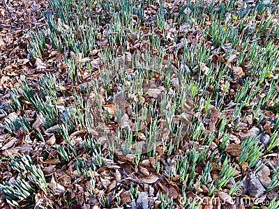 Forest with budding daffodils, Narcissus, in the late winter. Stock Photo