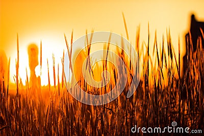 Forest burns, tall orange grass Stock Photo