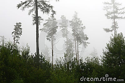 Forest after the calamity in the fog Stock Photo