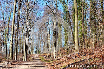 Forest called `Odenwald`in Heidelberg in Germany on a sunny early spring day Stock Photo