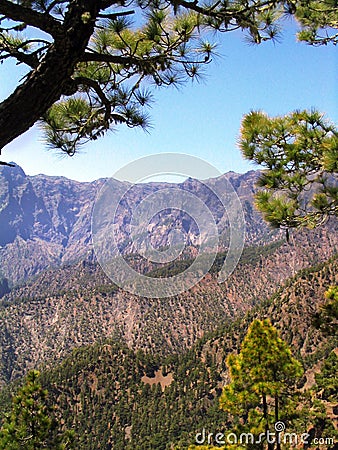 Forest of Canary Island Stock Photo