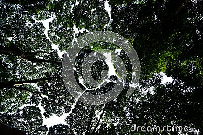 Forest canopy Stock Photo