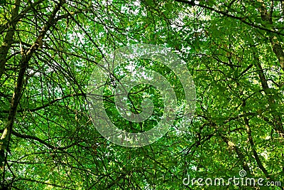 Forest canopy Stock Photo