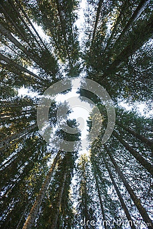 Forest canopy of dense spruce forest against blue sky, unique view from below Stock Photo