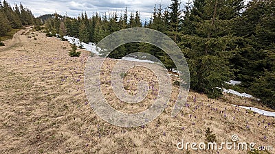 The forest on the Carpathian mountains, Ukraine, crocuses, snow, nature in spring. Stock Photo