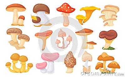 Forest ceps. Cartoon oyster mushrooms, autumn harvesting mushroom, wild amanita, tasty shiitake cep boletus different Vector Illustration