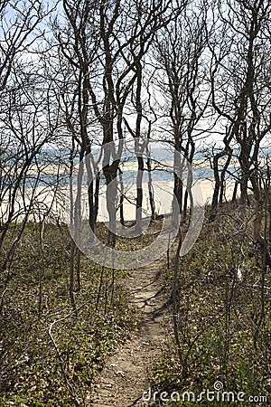 Forest on Chappaquiddick MA Stock Photo