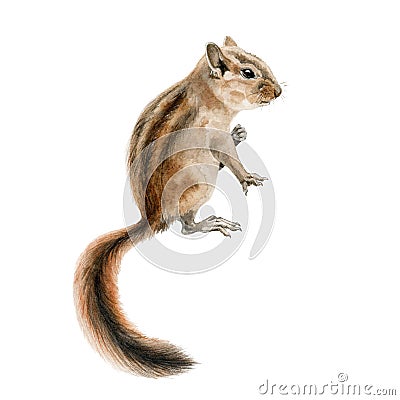 Forest chipmunk squirrel watercolor image. Hand drawn small rodent with a beautiful long tail close up illustration. Cute young Cartoon Illustration