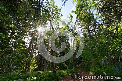 Forest in Cibola National Forest at Sandia Crest Stock Photo