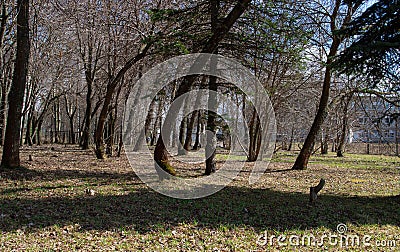Forest in a city Park with crooked trees in early spring, illuminated by sunlight Stock Photo