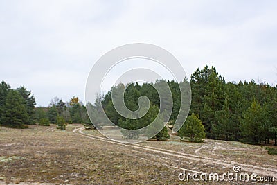 A forest clearing with a road and small green pines Stock Photo