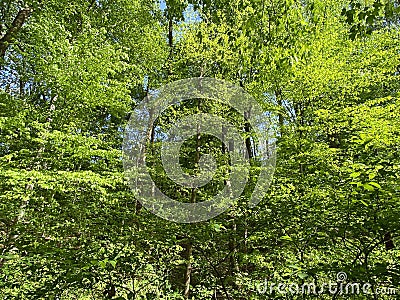 Forest With Colorful Green Leaves in April in Spring Stock Photo