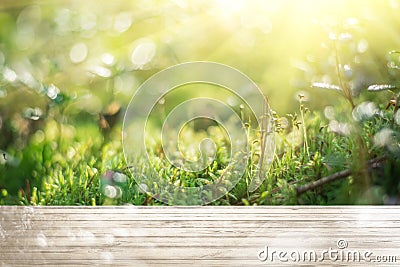 Forest colorful sunlight Stock Photo