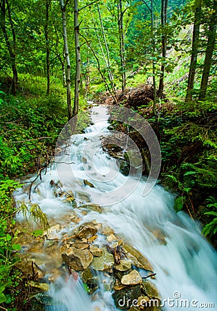 Forest creek flowing fast after the storm Stock Photo