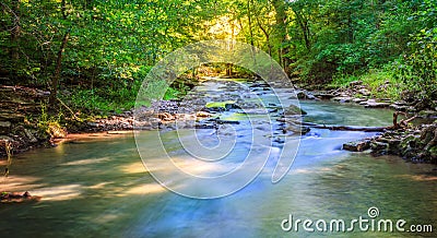 Forest creek Stock Photo