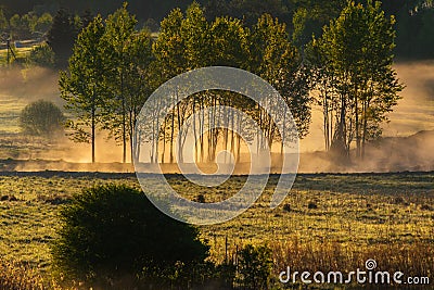 Forest at dawn, trees in fog Stock Photo