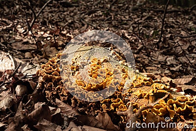 In forest on a dead tree trunk a yellow sulfur-porous tree fungus grows and around it lies much brown foliage Stock Photo