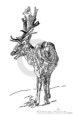 Forest deer with branchy horns in sketch style. One line design silhouette of deer Stock Photo