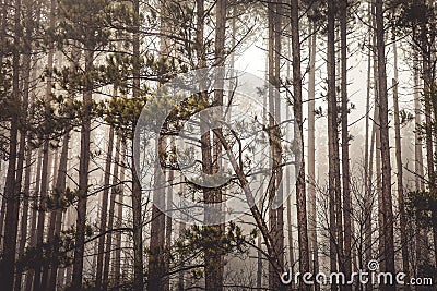Forest with dense vegetation of branches and trunks trees with fog. Ontario, Canada Stock Photo
